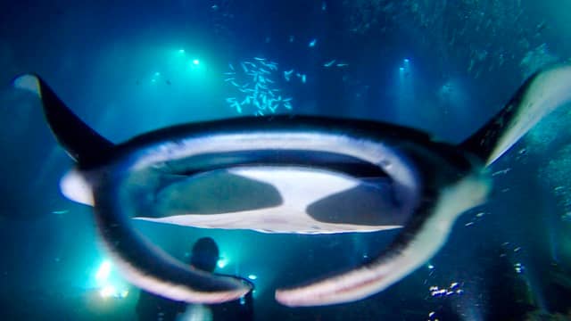manta ray swims at you mouth agape!