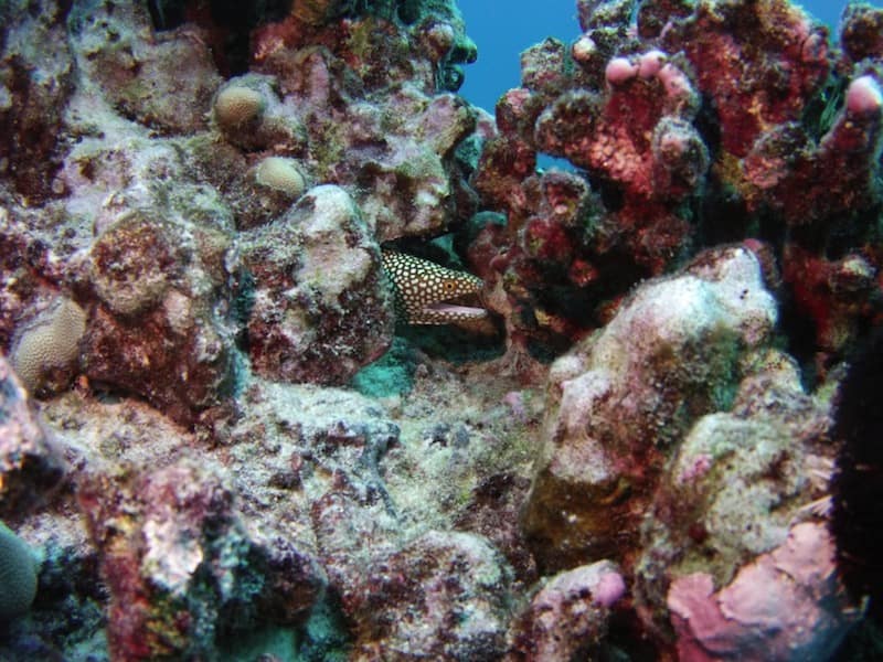 white mouth moral eel hiding