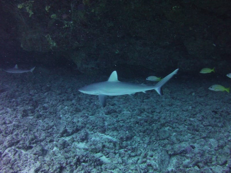 white tipped reef shark under cave in kona