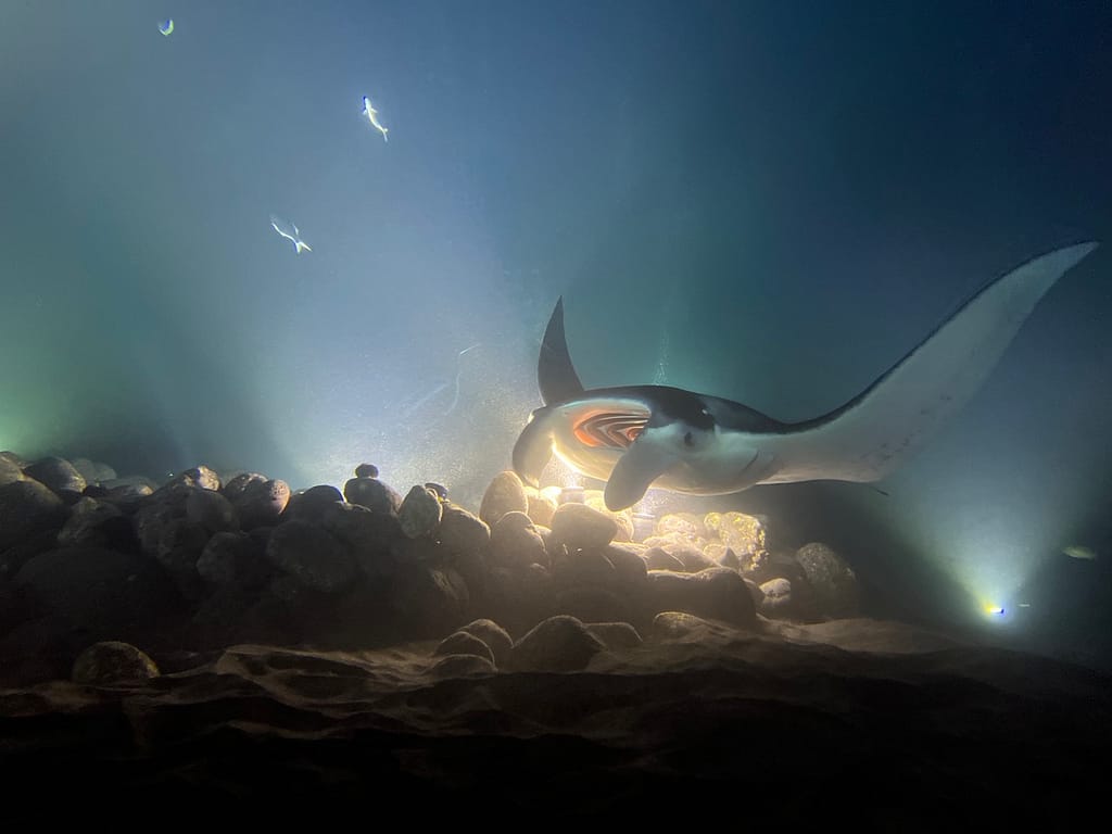 manta ray swimming over a light