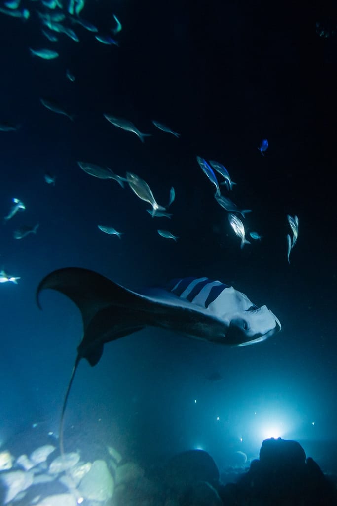 manta does a backflip underwater at night