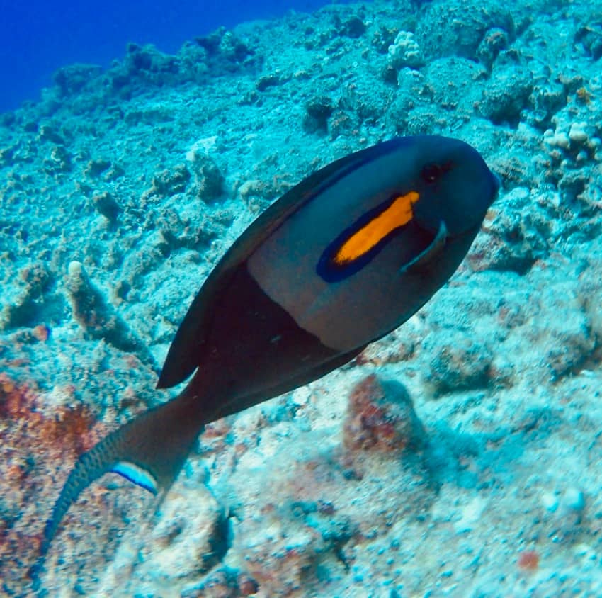 Palani surgeonfish swimming on reef