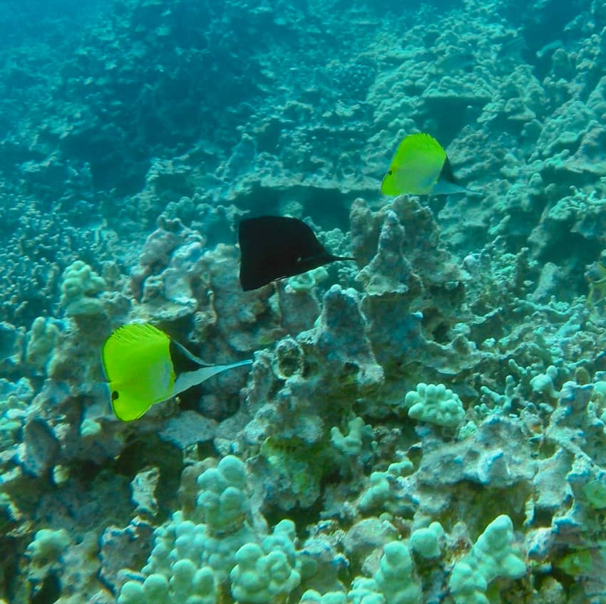 3 longnose butterfly fish one is black and the others are yellow and white