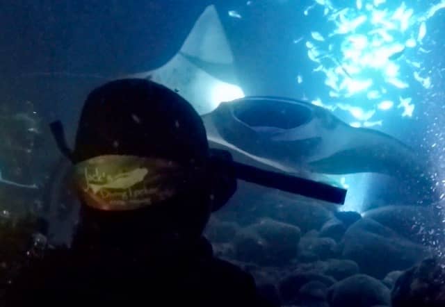 back of diver as they look at 2 manta rays swimming through light and fish