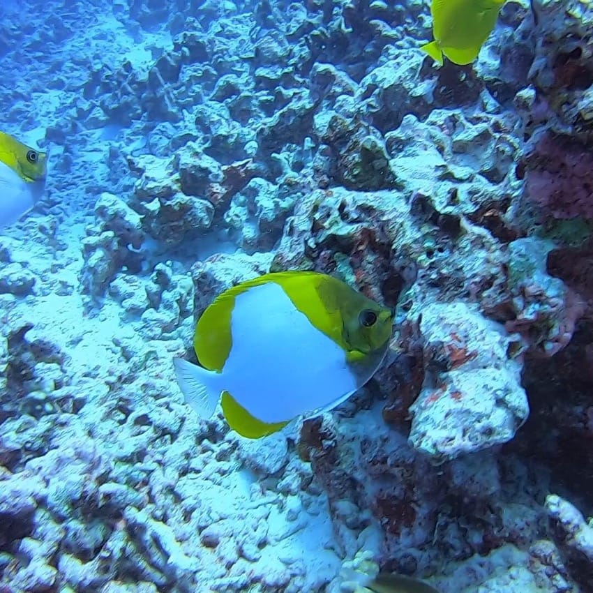 pyramid butterfly fish swimming with reef behind