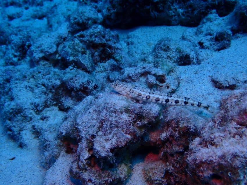 lizardfish resting on bottom