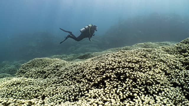 side view of diver swimming over reef 