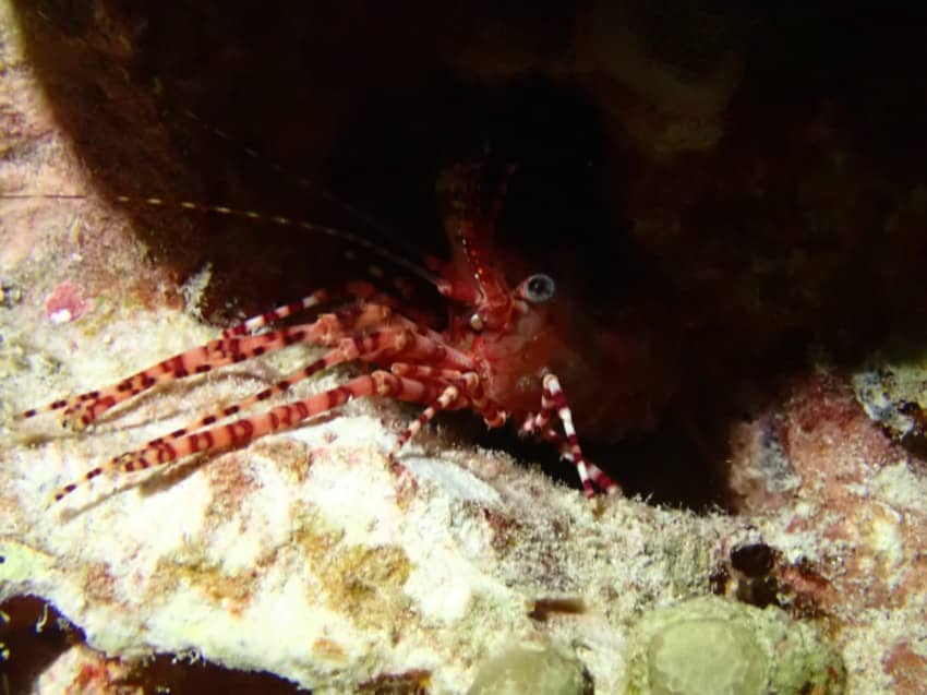 shrimp hiding in shade under reef rock