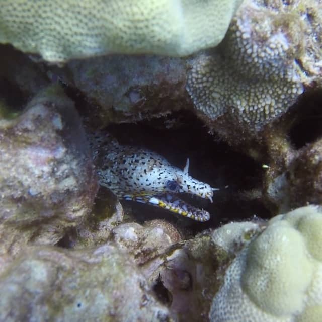 dragon moray peering out from inside reef