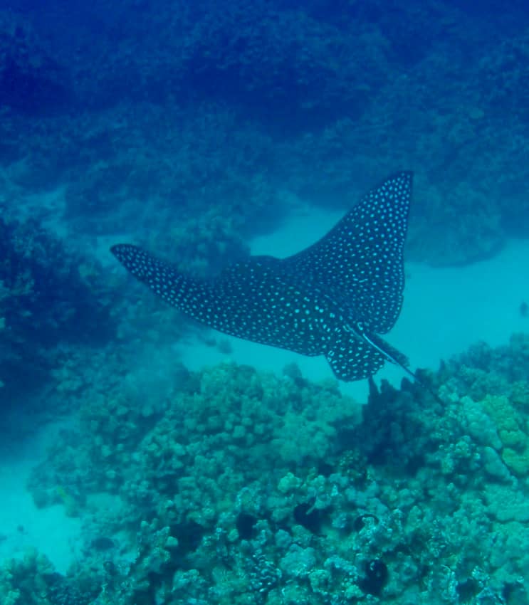 spotted eagle ray swimming above reef