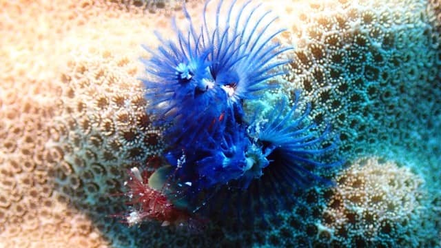 Christmas tree worm in blue pokes out from coral