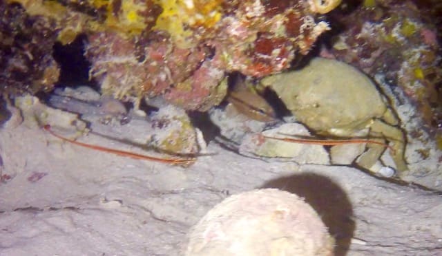 2 pipe fish in a coral cave