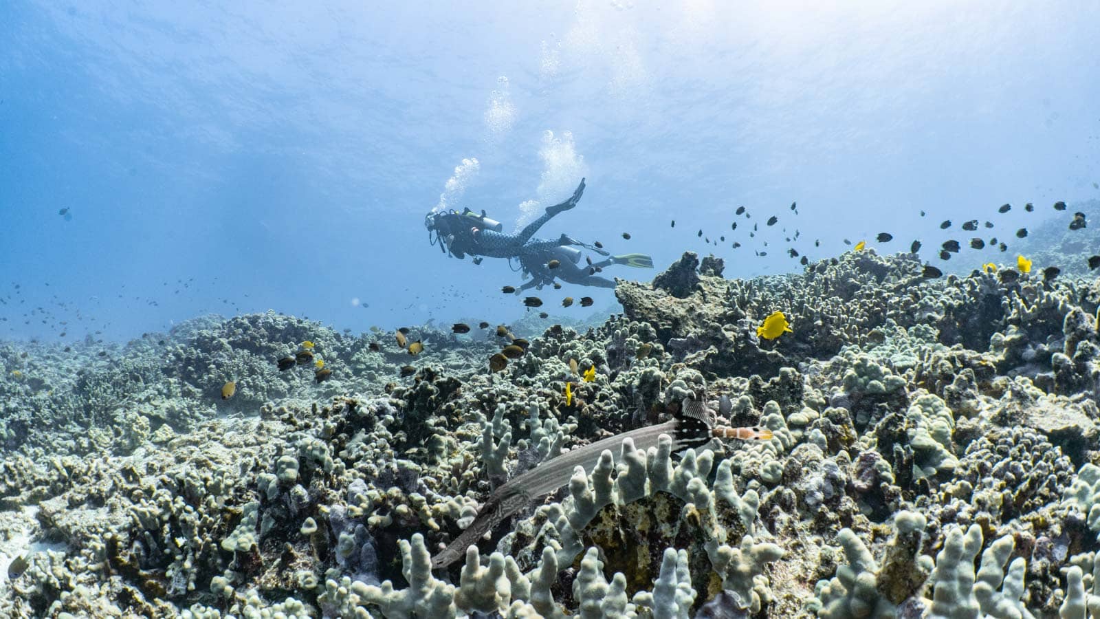 Scuba-Diving-Hawaii-Kona-Honu-Divers-23