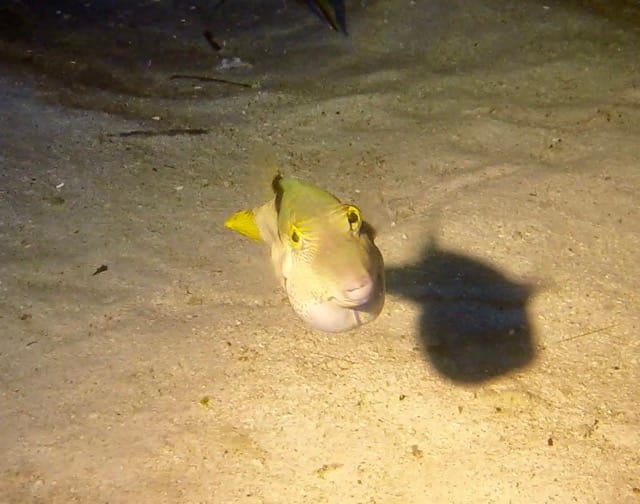 small boxfish looking forward