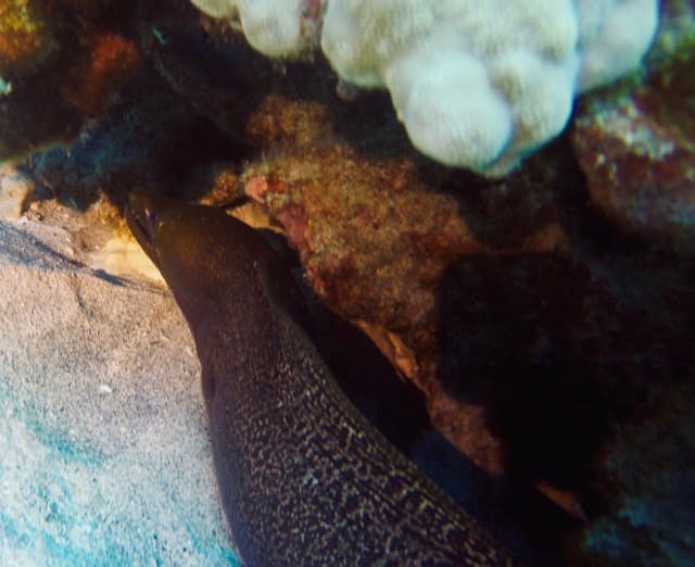 moray eel under a rock