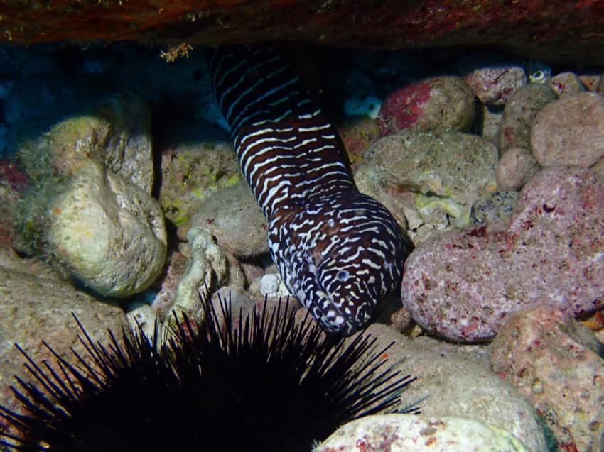 reticulated moray eel peeking out from reef
