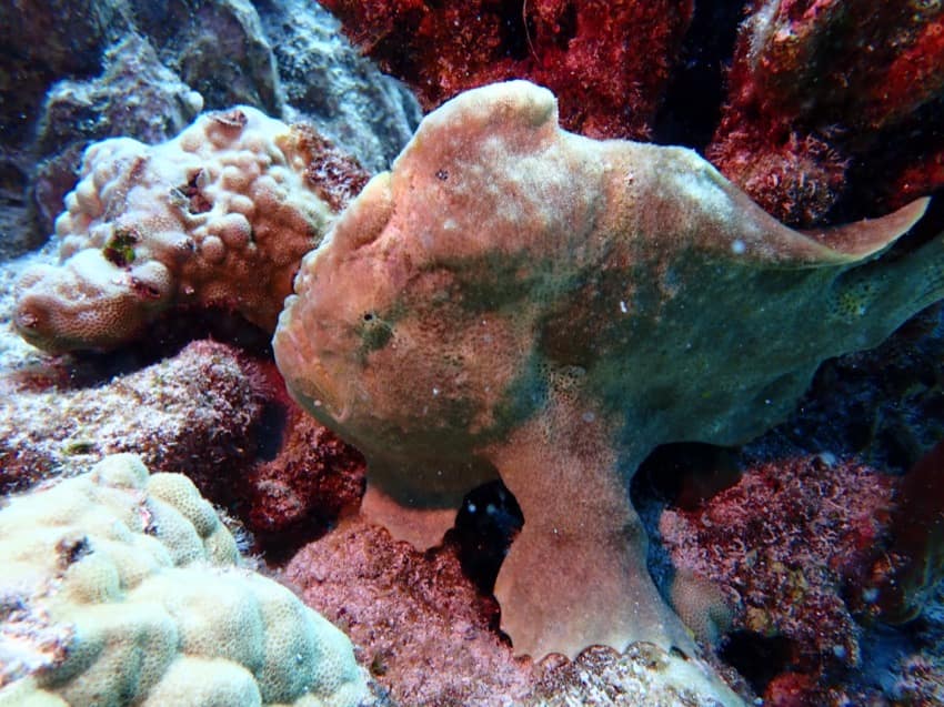 yellow frogfish clinging to reef