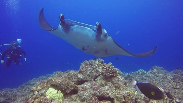 manta ray swimming above reef in kona