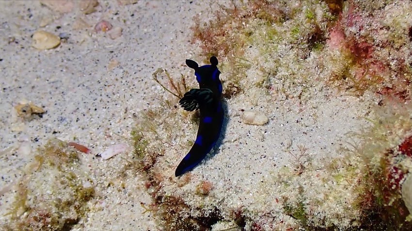 black nudibranch sea slug on sandy bottom