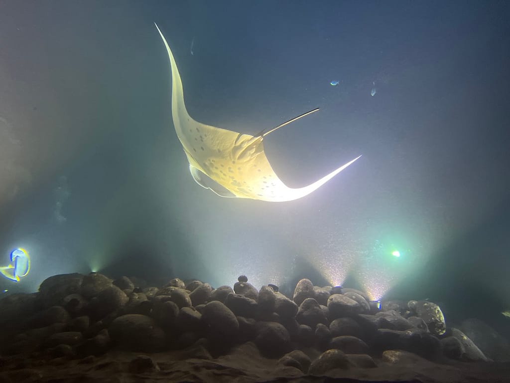 manta ray swimming from behind