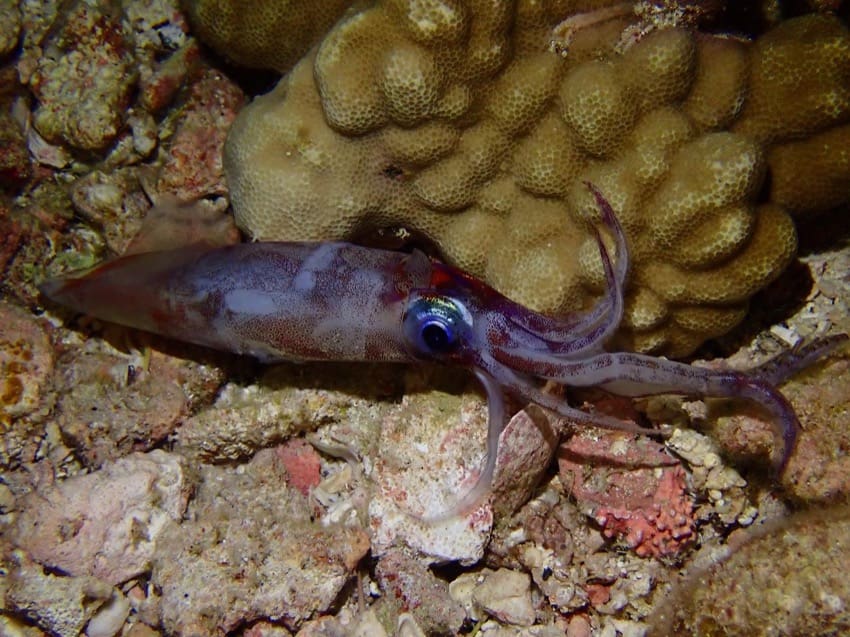 squid on reef at night