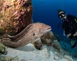 large moray eel comes out from under a rock with diver looking on nearby