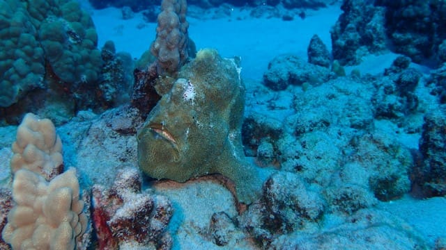 dusty yellow frogfish on rocky reef bottom