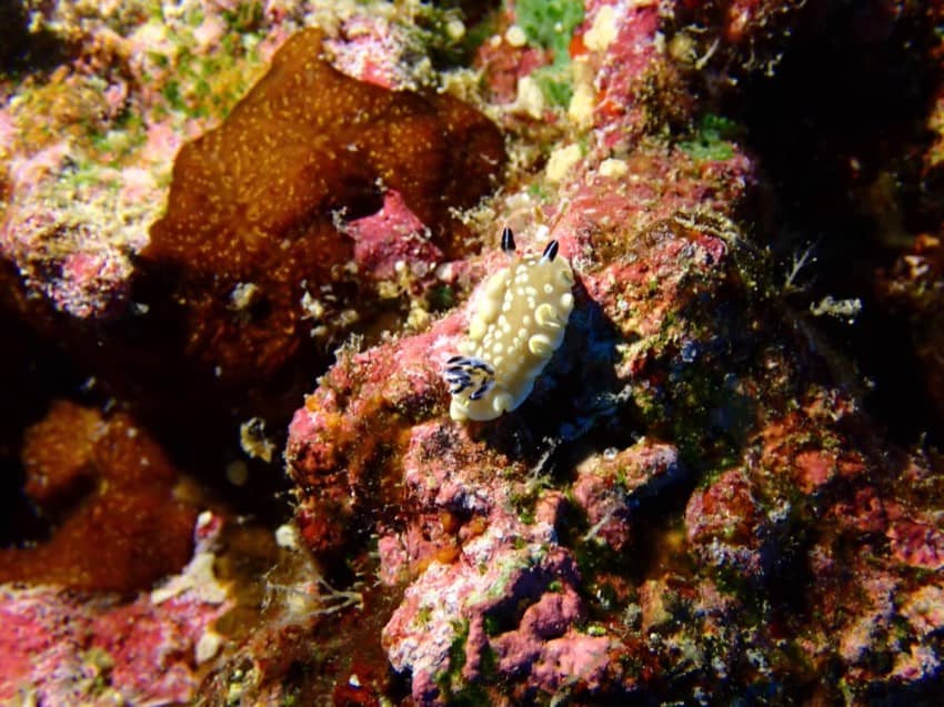 little nudibranch sea slug
