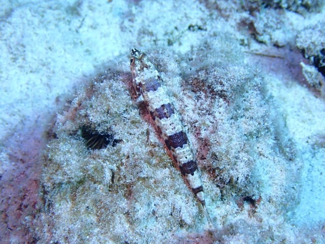 lizard fish reskin on bottom of reef rock