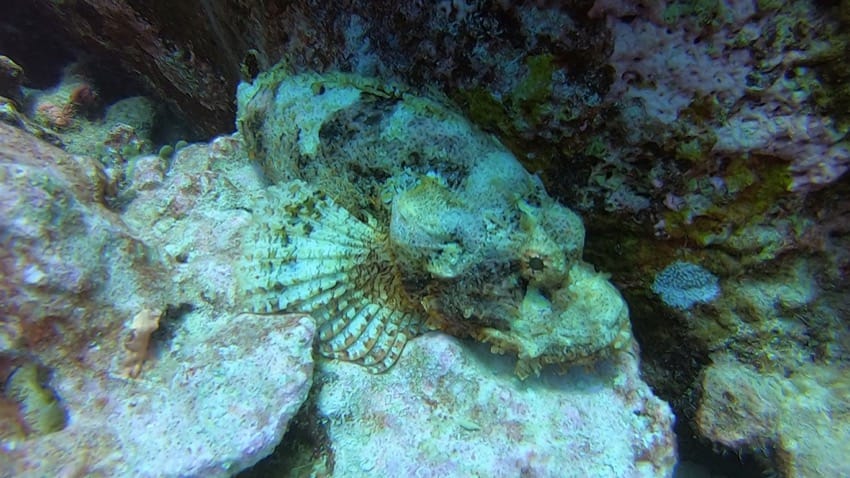 scorpionfish on the bottom of the reef