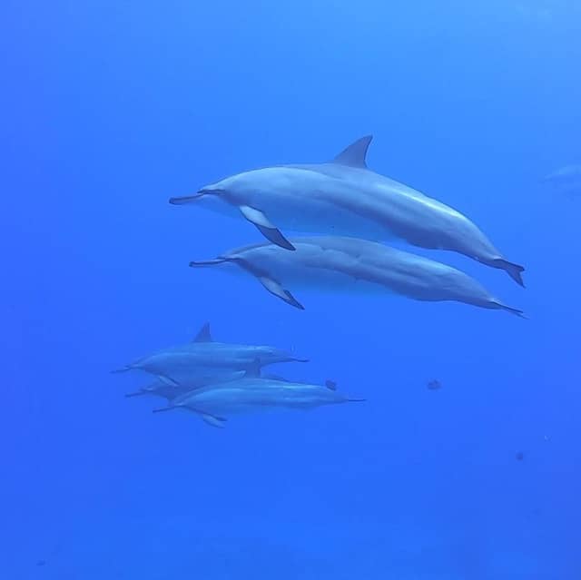 dolphins swimming under water