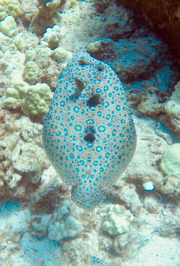 peacock grouper flatfish swimming