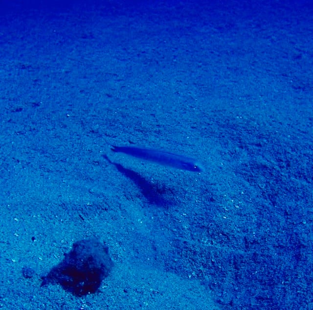 indigo dartfish hovering over sand in the deep ocean