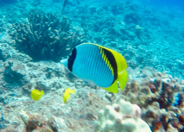 butterfly fish swimming over reef