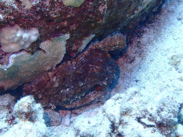 mottled red octopus hiding halfway under a reef rock
