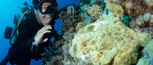 scuba diver with regulator in hand opens mouth near yellow frogfish in foreground