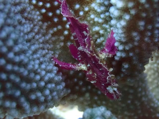 red leaf scorpionfish hiding in coral