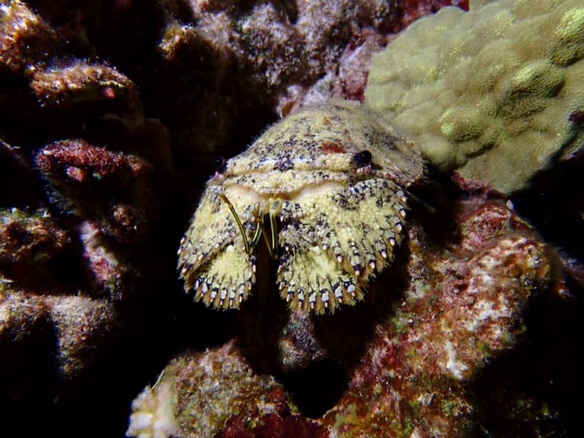 slipper lobster on reef