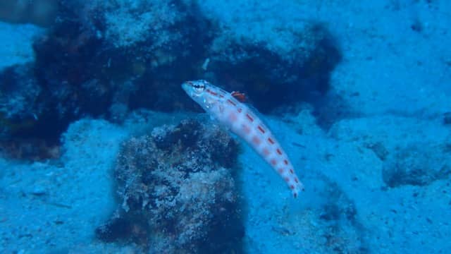 a small red spotted fish