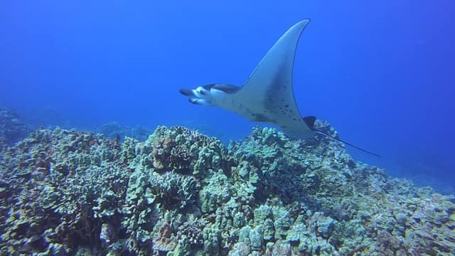 manta swimming over reef coral