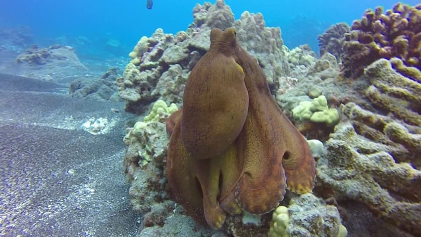 octopus perched up on the reef tan color