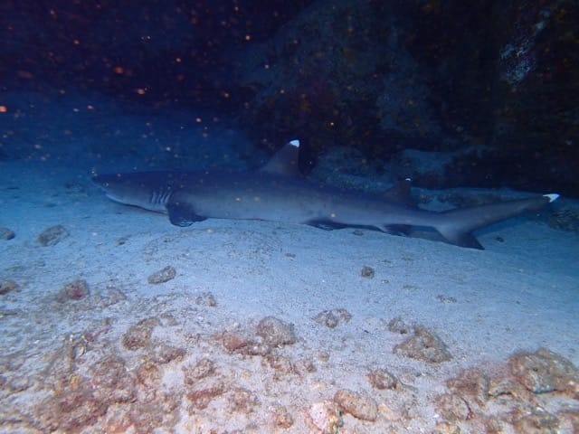 white tip shark laying on sand under a cave ledge