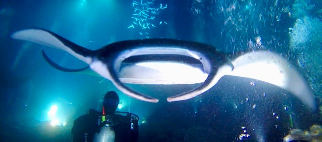 manta ray swims over divers head