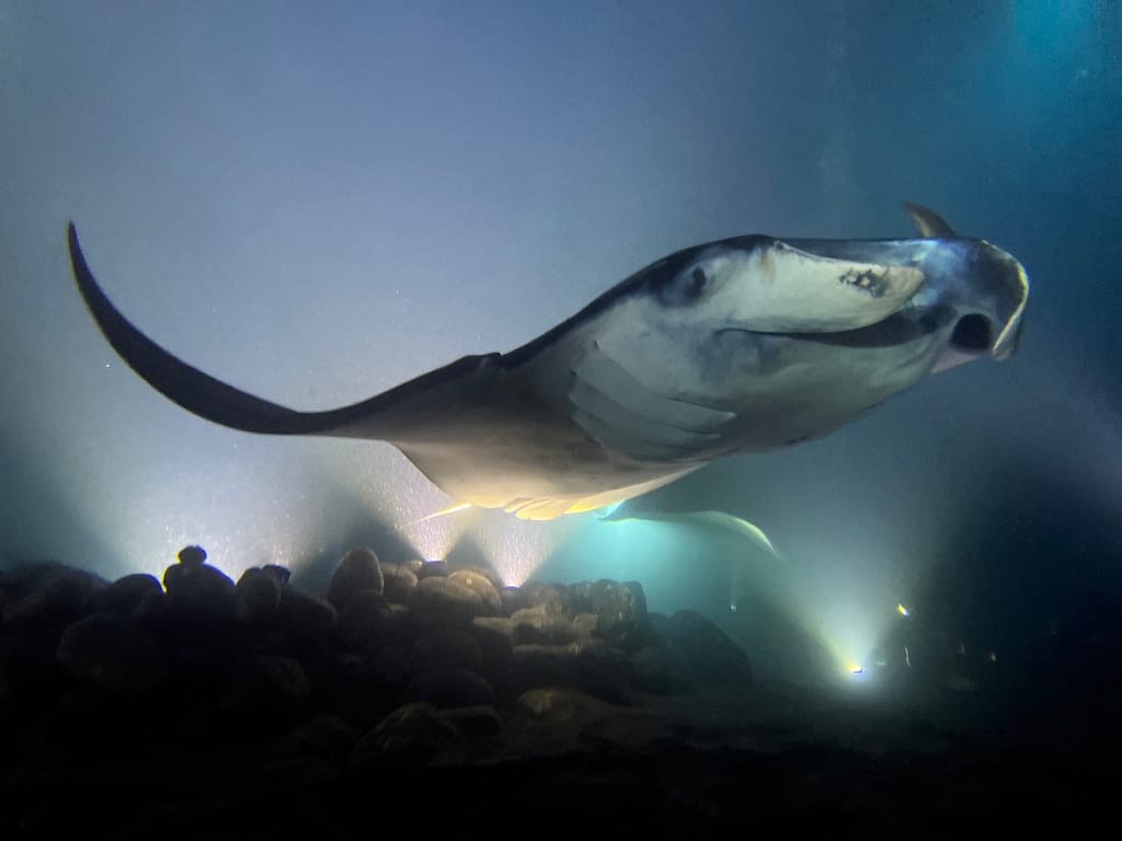 manta ray swimming past the camera