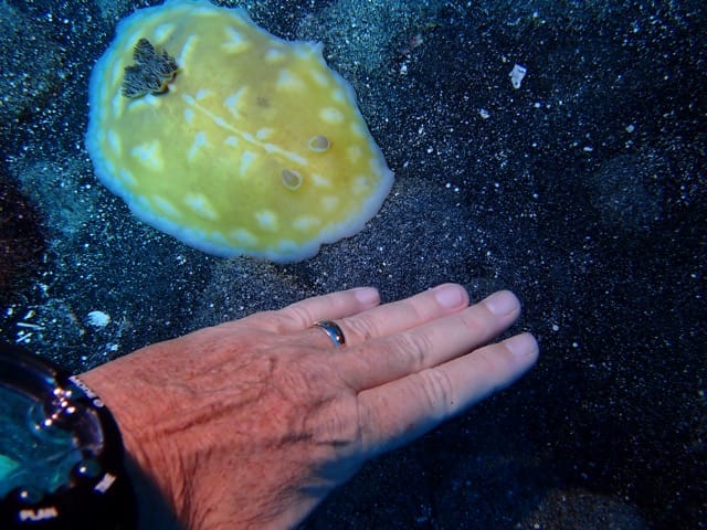 giant yellow sea slug next to persons hand
