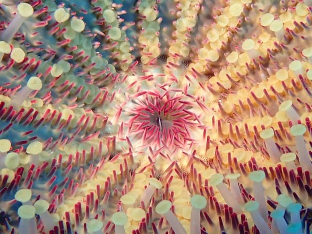 underside of a crown of thorns sea star yellow suction cups with a flower like center