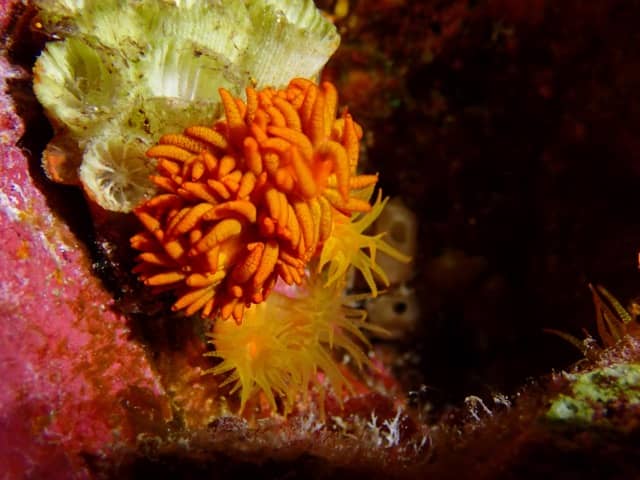 orange cup anemones with a bright orange sea slug with tentacles sitting atop