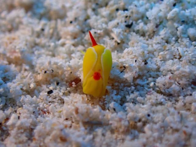 tiny yellow snail on grains of sand