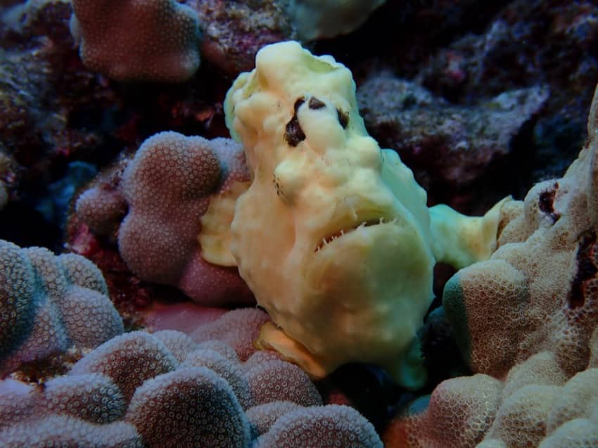yellow frogfish on reef
