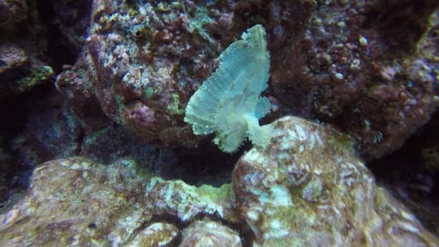 yellow leaf scorpionfish wedges it's legs between rocks to prop itself up